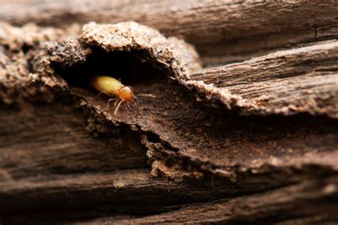 木頭白蟻處理 同類意思
